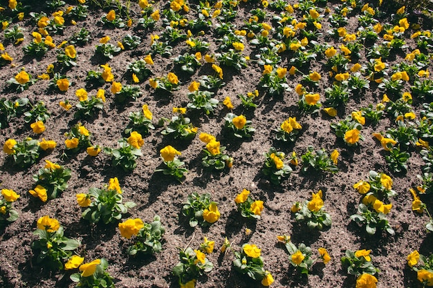 Gelbe Blumen auf dem Boden gepflanzt. Selektiver Fokus.