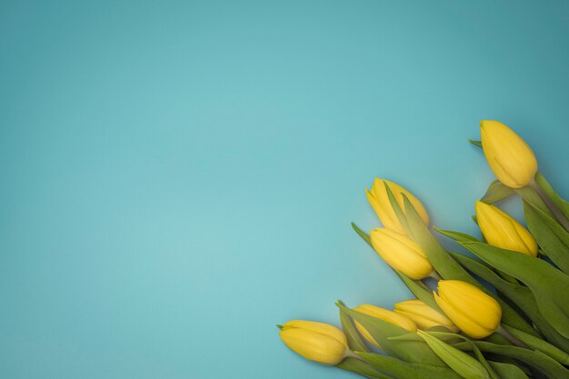 Gelbe Blumen auf dem bunten Hintergrund mit freiem Platz für Text Draufsicht bunte flache Lay