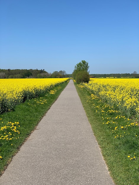 Gelbe Blumen auf dem Feld vor klarem Himmel