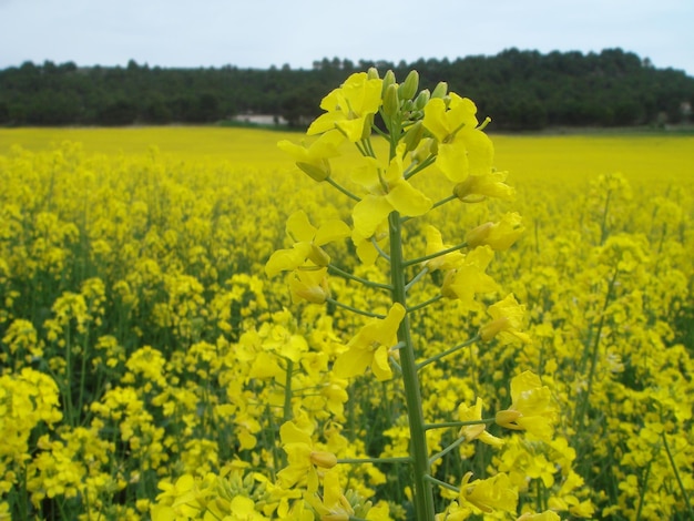 Foto gelbe blumen auf dem feld