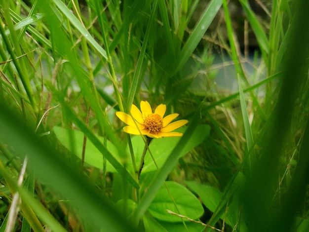 gelbe Blumen auf dem Gras