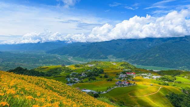 Gelbe Blumen auf der Bergstadt von Taitung, Taiwan.