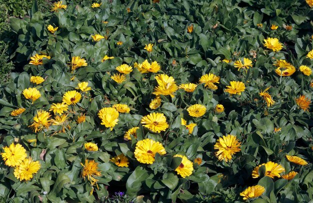 Gelbe Blumen auf der Wiese