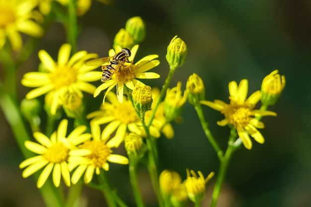 Gelbe Blumen auf einem grünen Hintergrund mit Insektenbiene in einer Blume und Unschärfe. Wildblumen.