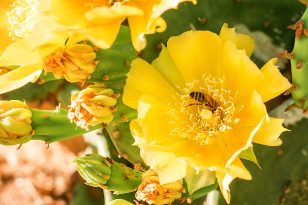 Gelbe Blumen auf einem Kaktus blühen helle Farbe