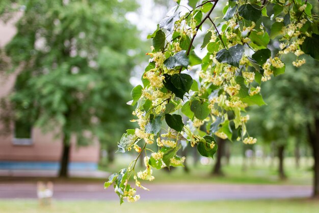 Gelbe Blumen auf einem Lindenzweig zwischen grünen Blättern