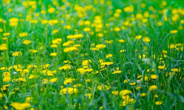 Gelbe Blumen auf einer Wiese