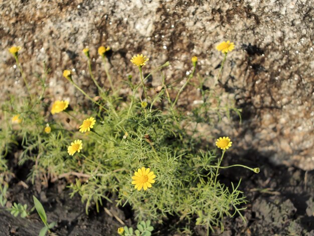 Gelbe Blumen auf felsigem Hintergrund während des sonnigen Tages