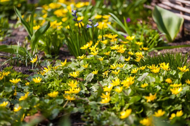 gelbe Blumen auf grünem Hintergrund