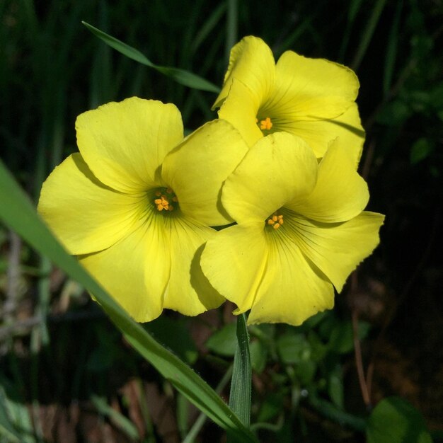 Foto gelbe blumen blühen im freien