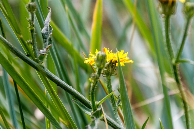 Foto gelbe blumen blühen im garten