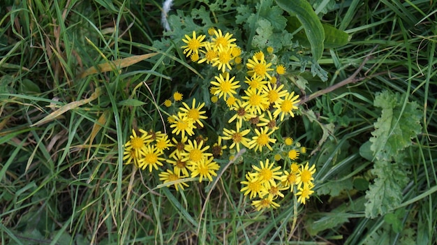 Foto gelbe blumen blühen im park