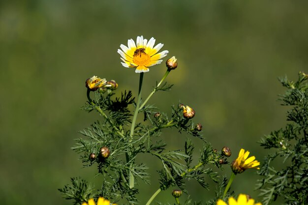 Gelbe Blumen Chrysanthemum coronarium und die Biene