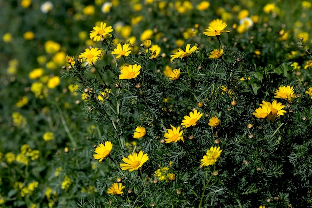 Gelbe Blumen Chrysanthemum coronarium wächst auf einer Wiese