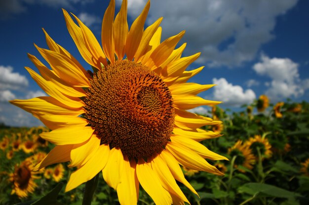 Gelbe Blumen der Sonnenblumen-Nahaufnahme