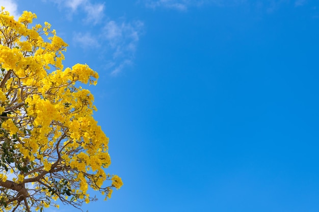 Gelbe Blumen des blühenden Tabebuia-Baums auf Hintergrund des blauen Himmels mit Kopienraum