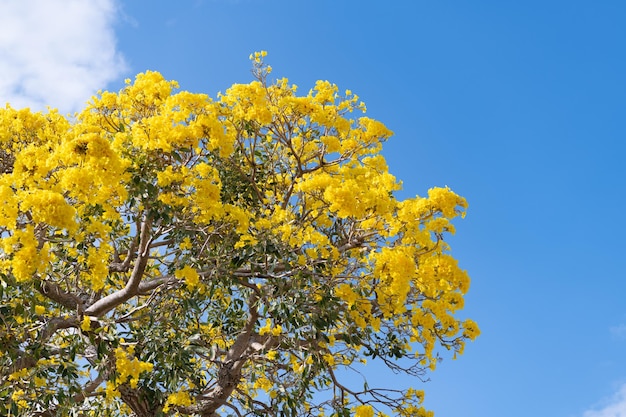 Gelbe Blumen des blühenden Tabebuia-Baums auf Hintergrund des blauen Himmels