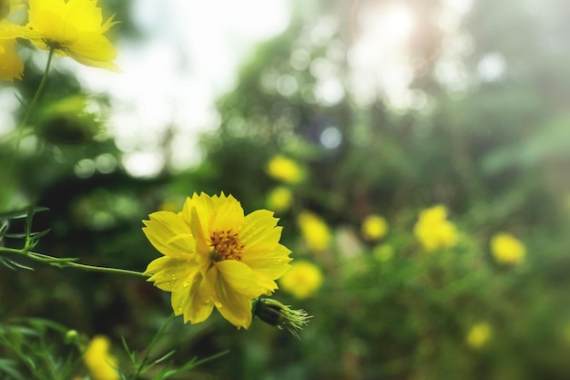 Gelbe Blumen des Cosmos sulfureus im Garten