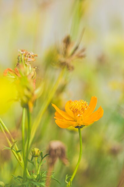 Gelbe Blumen des Kosmos mit dem schönen Unschärfehintergrundgrün benutzt als Illustrationen