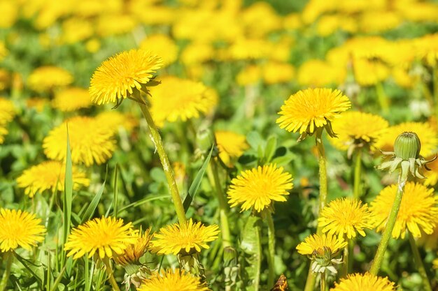 Gelbe Blumen des Löwenzahns auf Wiesenfeld im selektiven Fokus des sonnigen Tages