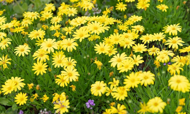 Gelbe Blumen des schönen Naturhintergrundes des Gänseblümchens