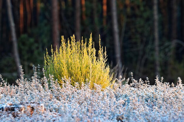 Foto gelbe blumen, die auf dem feld wachsen