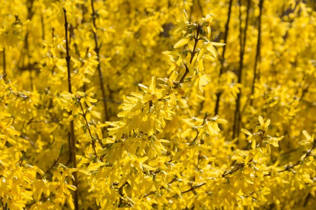 Foto gelbe blumen, die auf dem feld wachsen