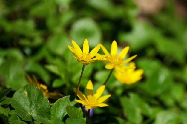 Gelbe Blumen, die im Frühling blühen, natürlicher Hintergrund