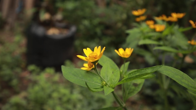 gelbe Blumen, die in der Regenzeit blühen