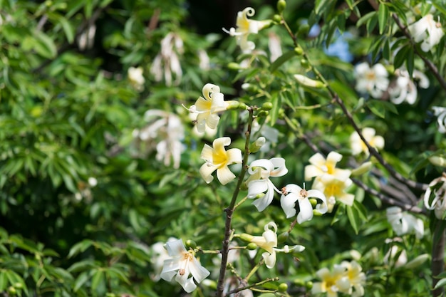 Gelbe Blumen eines betrunkenen Stockbaums