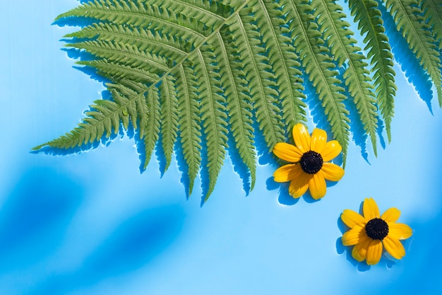 Gelbe Blumen, Farnblatt auf blauem Wasserhintergrund unter natürlichem Licht. Ansicht von oben, flach.