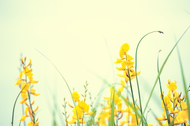 Gelbe Blumen gegen den Himmel. Sommer Natur Hintergrund. Vimtage-Filter. Geringe Schärfentiefe