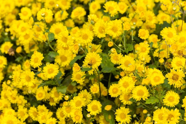 Gelbe Blumen Hintergrund Gelbe Chrysanthemen Gänseblümchen-Blume-Hintergrund Gelbe Blume blühende Chrysantheme-Hintergrund Fields schöne gelbe Blumen