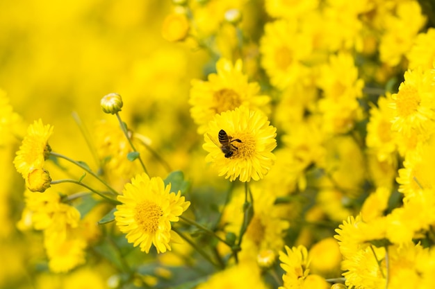 Gelbe Blumen Hintergrund Gelbe Chrysanthemen Gänseblümchen-Blume-Hintergrund Gelbe Blume blühende Chrysantheme-Hintergrund Fields schöne gelbe Blumen