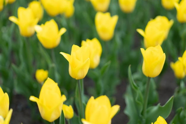 Gelbe Blumen Hintergrund im Freien Frühlingssaison Blumen Selektiver Fokus