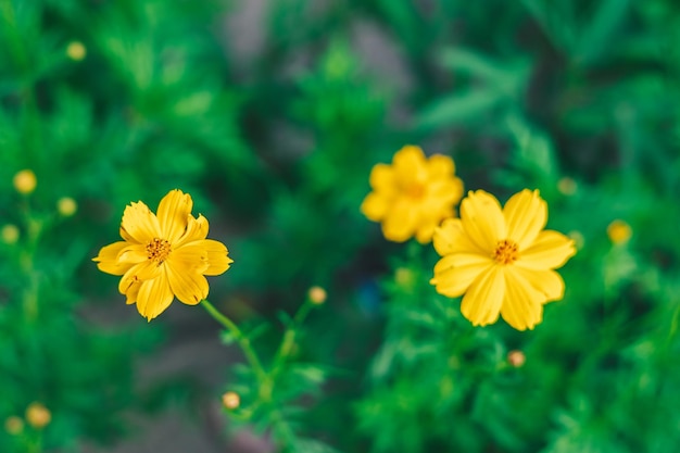 Gelbe Blumen im Garten mit grünem Hintergrund