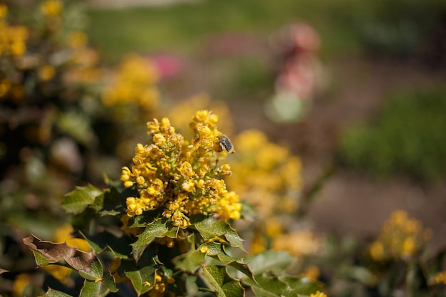 Gelbe Blumen im Garten