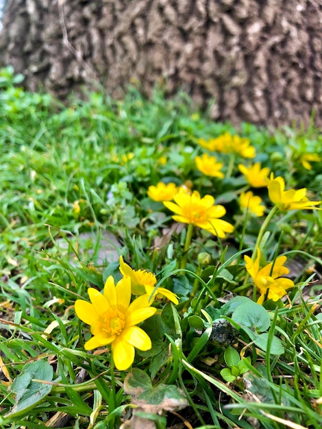 Gelbe Blumen im Grasfoto