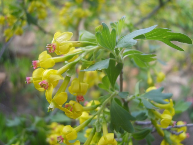 Gelbe Blumen im grünen Laubfoto