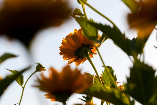 Gelbe Blumen im Sommer