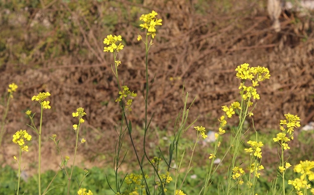 Gelbe Blumen in einem Feld