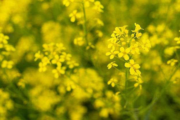 Gelbe Blumen in Nahaufnahme auf einem defokussierten Hintergrund