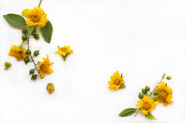 gelbe blumen kosmos anordnung flach lag postkartenstil