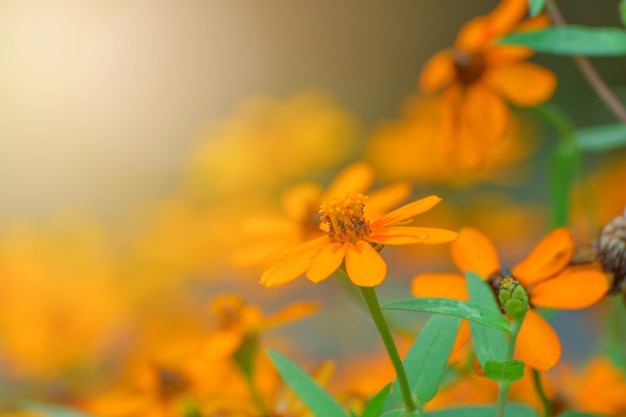 Gelbe Blumen mit Aufflackern am Morgen