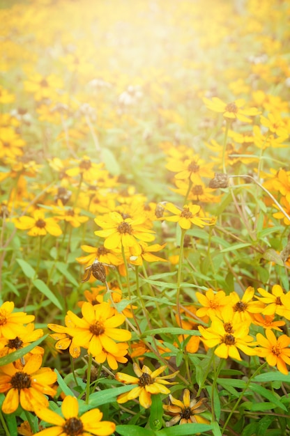 Foto gelbe blumen mit aufflackern am morgen