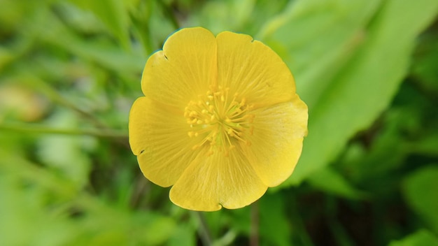 Foto gelbe blumen mit defokussiertem hintergrund