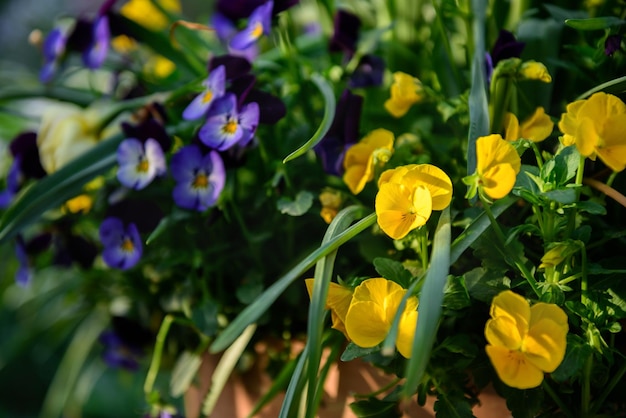 Gelbe Blumen schließen