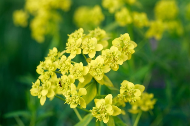 Gelbe Blumen sind keine Sommerwiese. Natürlicher Hintergrund von Pflanzen. Helle Sommertextur