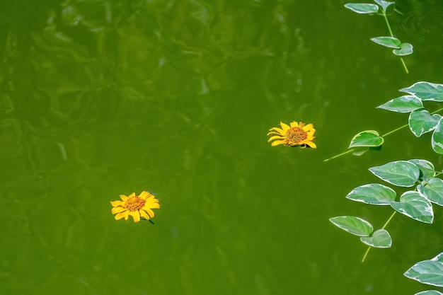 Gelbe Blumen und Blätter auf der Wasseroberfläche des Teiches anlässlich des Taufritus