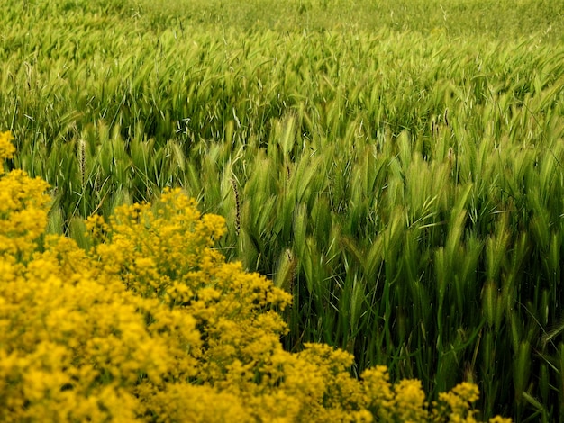 Gelbe Blumen und Rasenfläche